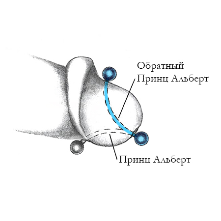 Пирсинг обратный "принц Альберт"